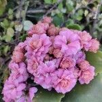 Kalanchoe blossfeldiana Flower