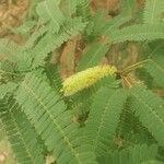 Prosopis glandulosa Levél