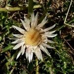 Carlina acaulisFlower