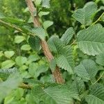 Ulmus glabra Bark