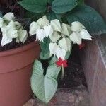 Clerodendrum thomsoniaeКветка