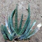 Gasteria carinata Habit