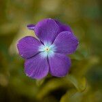 Catharanthus roseus Kukka
