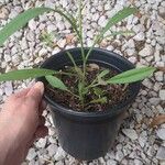 Coreopsis lanceolata पत्ता
