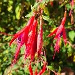 Fuchsia magellanica പുഷ്പം