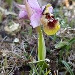 Ophrys tenthredinifera 整株植物