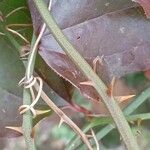 Smilax china Bark