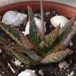 Aloe rauhii List