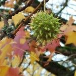 Liquidambar styraciflua 果實