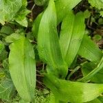 Allium ursinum Fulla