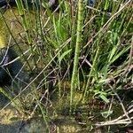 Equisetum fluviatile خشب