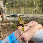 Viburnum rufidulum Folha