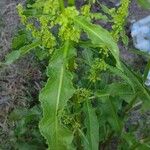 Rumex crispusبرگ