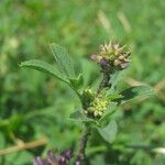 Medicago sativaFuelha