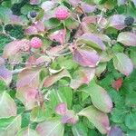 Cornus capitata Leaf