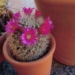 Mammillaria hahnianaŽiedas