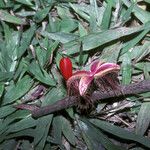 Sloanea brevipes