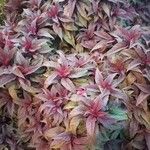 Amaranthus tricolor Blad