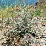 Echium angustifolium Habit