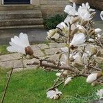 Magnolia denudataFleur