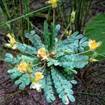 Biophytum umbraculum Hábito