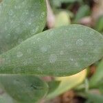 Senecio decaryi Foglia