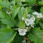 Sorbus latifolia Kvet