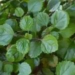 Plectranthus parviflorus Leaf