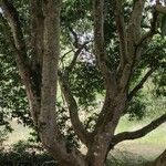 Quercus myrsinifolia Bark