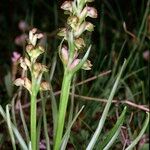 Chamorchis alpina Habitus