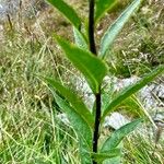 Senecio hercynicus Leaf