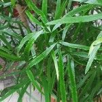 Asparagus falcatus Foglia