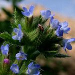 Anchusa arvensis Blomst