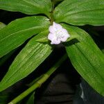 Tradescantia poelliae Blomst