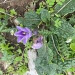 Mandragora officinarum Blodyn