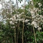 Prunus spinosa Blomst