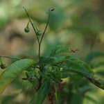 Solanum bahamense Fruto