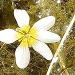 Ranunculus aquatilis Flower
