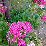 Dianthus barbatusFlower