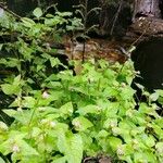 Persicaria nepalensis Frunză