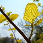 Ribes magellanicum Hoja