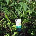 Cannabis sativa Other