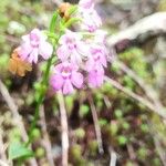 Physoceras boryanum Flower