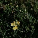 Linaria vulgaris Λουλούδι