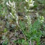 Oxytropis pilosa Blatt