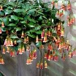 Kalanchoe manginii Хабит