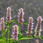 Agastache rugosa Fula