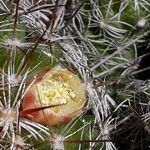 Mammillaria gracilis Flor