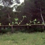 Medicago murex Hábito