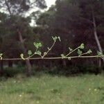 Medicago murex Habitus